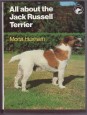 All About the Jack Russell Terrier
