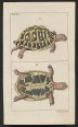Hüllők - Teknős - Bébi sarkantyús teknős