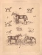 Pferde-Typen. Rennpferd, Jagdpferd-Gruppe, Pony, Reitpferde. No. 2