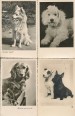 Kutyák fekete-fehér fotókon ( 15 db. képes levelezőlap )