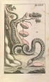 Hüllők - Kígyó - Anakonda