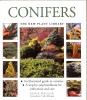 Conifers. The new plant library