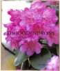 Rhododendrons. A care manual